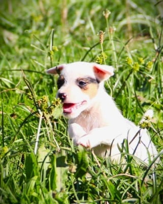 Les chiots de Parson Russell Terrier