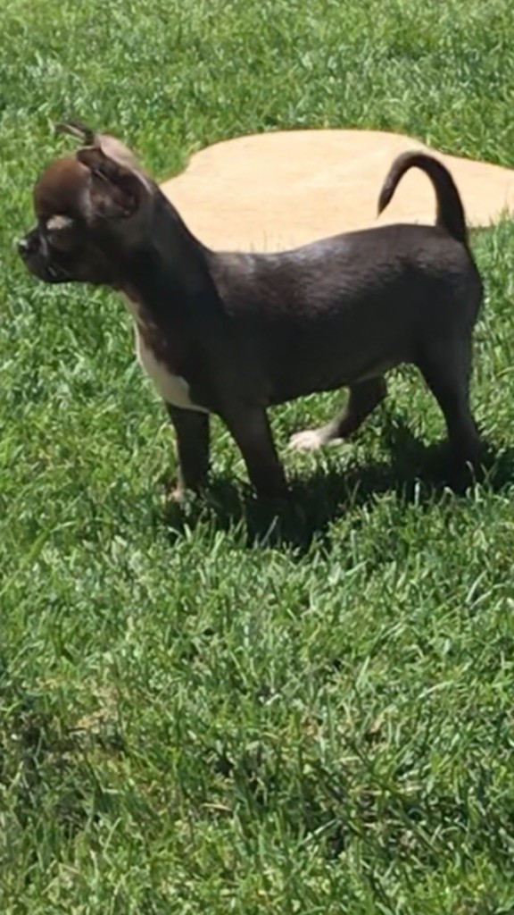 Publication : des Curiosites Divines Auteur : Des Curiosités Divines