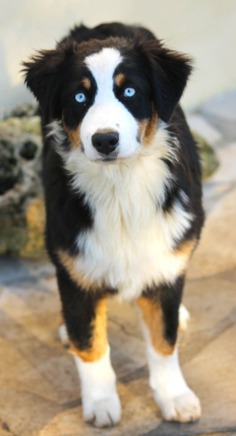 Akwa des Anges de Cedahkiss