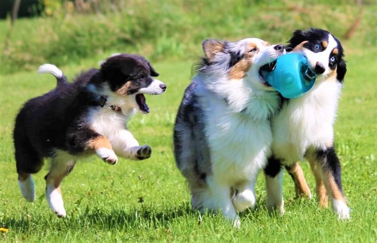 Publication : des Anges de Cedahkiss