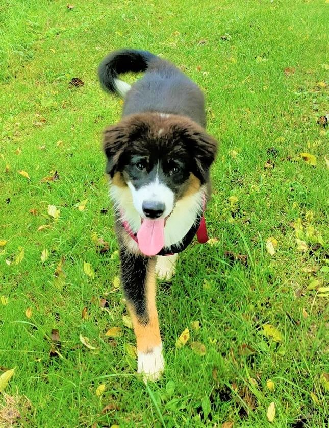 Publication : des Anges de Cedahkiss