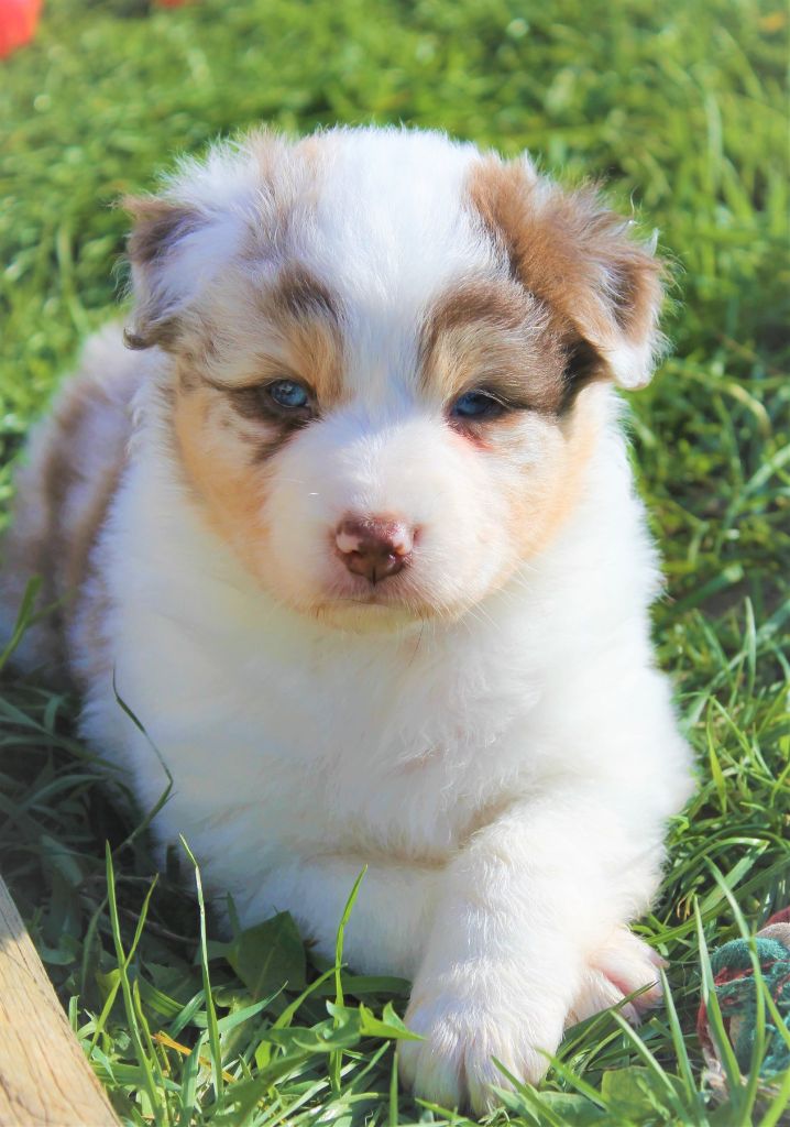 Chiot Berger Australien Pacific Red Pin Up Des Anges De Cedahkiss Femelle Disponible En Nouvelle Aquitaine 17 Charente Maritime Toutes Les Portees Les Chiots De Race Les Eleveurs Et Chiens De Race Sont