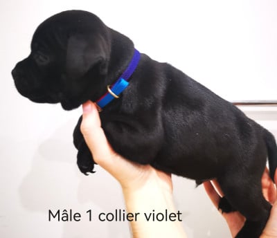 Les chiots de Staffordshire Bull Terrier