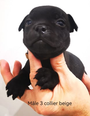 Les chiots de Staffordshire Bull Terrier