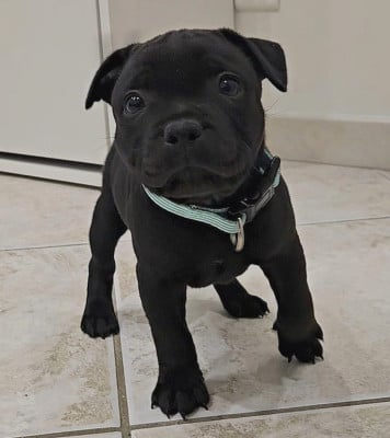 Les chiots de Staffordshire Bull Terrier