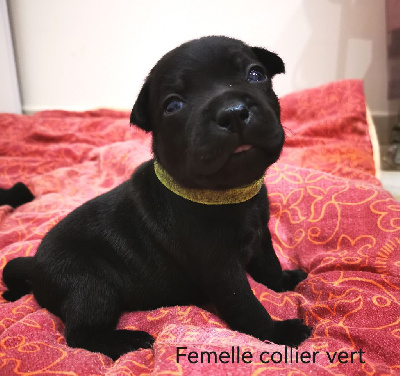 Les chiots de Staffordshire Bull Terrier