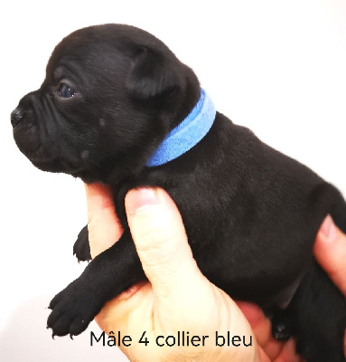 Les chiots de Staffordshire Bull Terrier