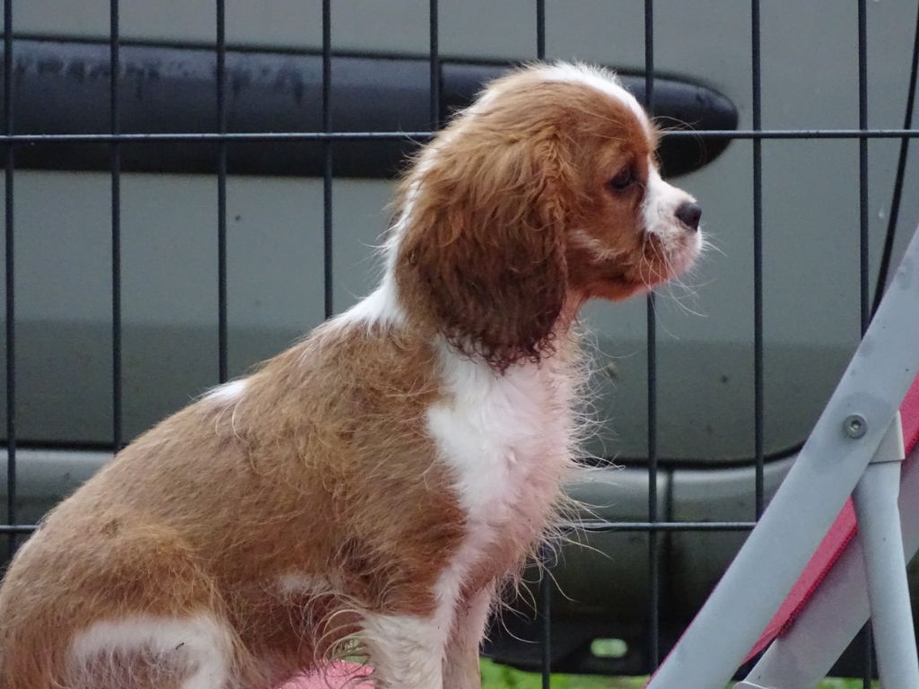 Publication : Des Hauts De La Chaume Auteur : elevage du royaume de france