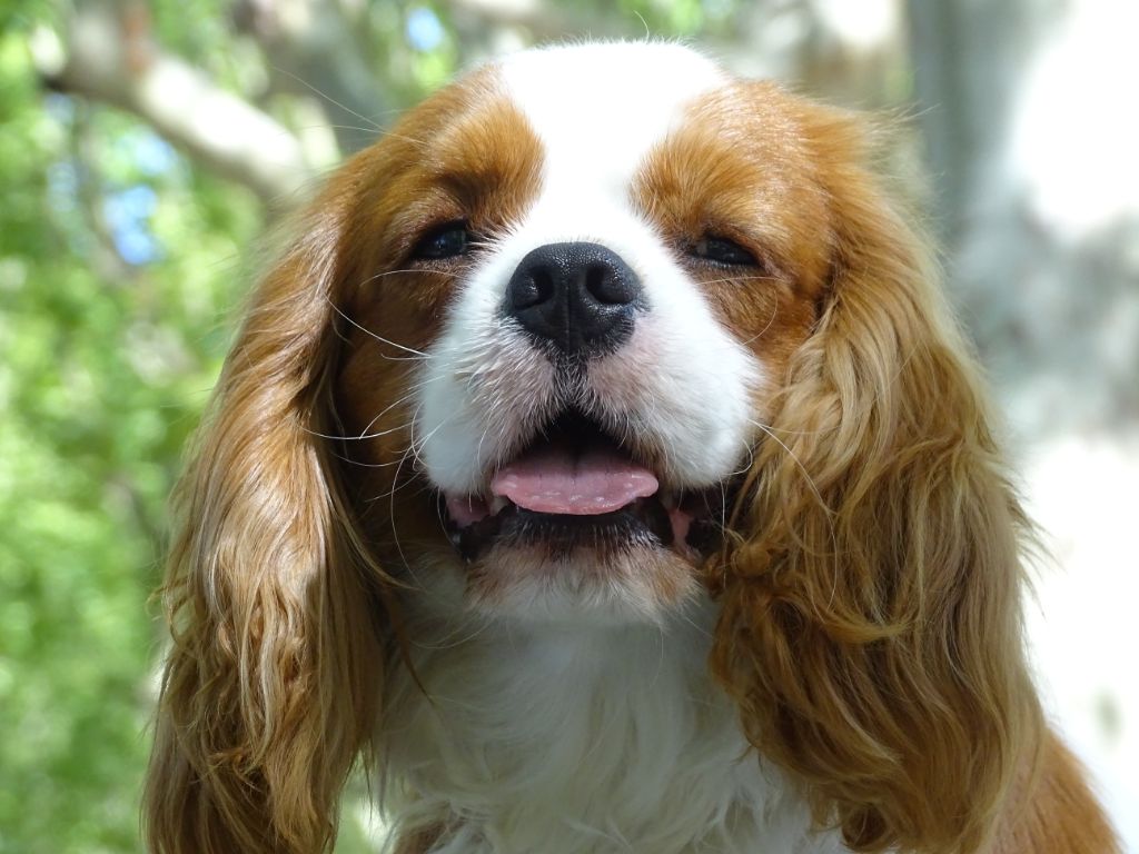 Publication : Des Hauts De La Chaume