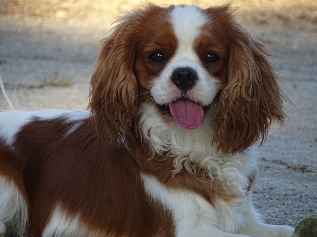 Publication : Des Hauts De La Chaume