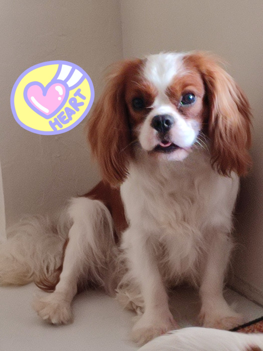 CH. J vibranium du Domaine des Airaudes