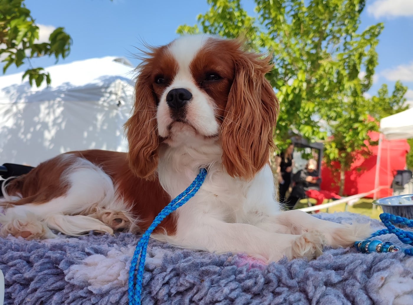 CH. J vibranium du Domaine des Airaudes