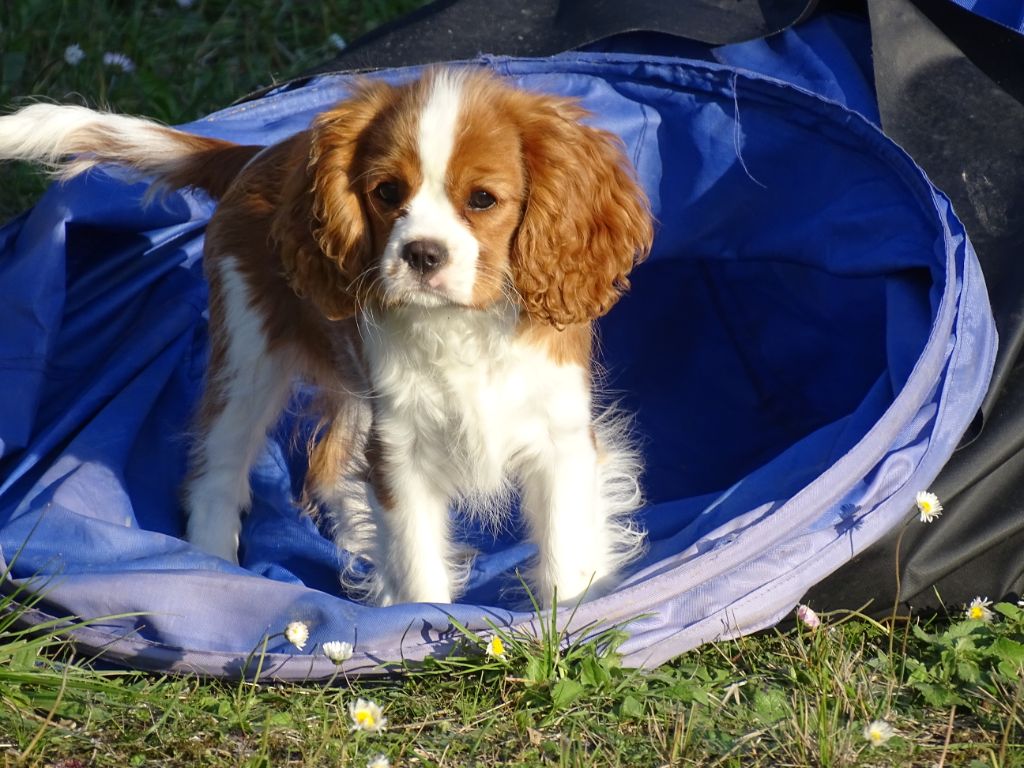Publication : Des Hauts De La Chaume Auteur : elevage du royaume de france