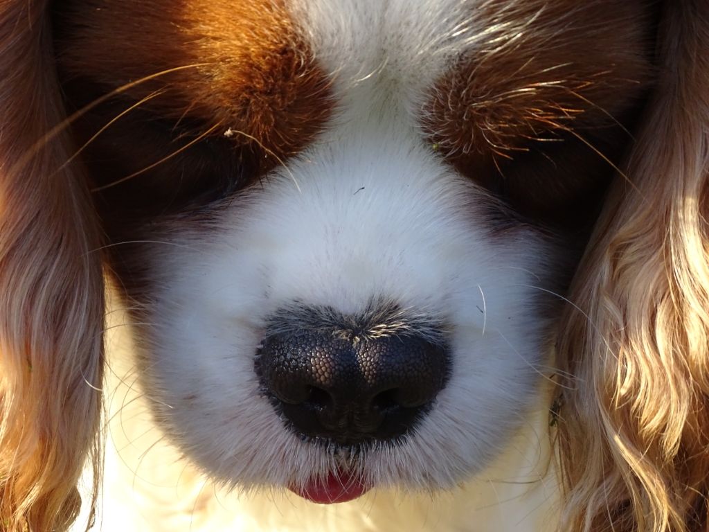 Publication : Des Hauts De La Chaume