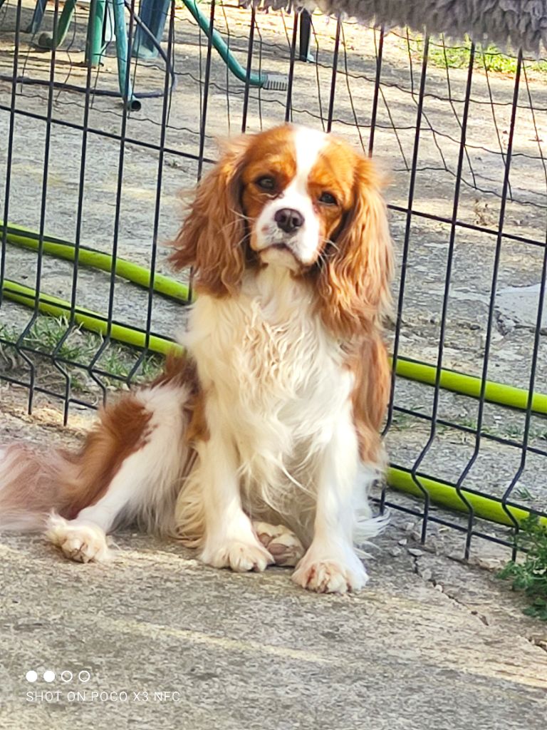 Publication : Des Hauts De La Chaume Auteur : elevage du royaume de france