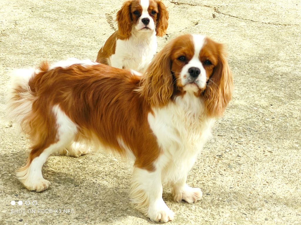 Publication : Des Hauts De La Chaume Auteur : elevage du royaume de france