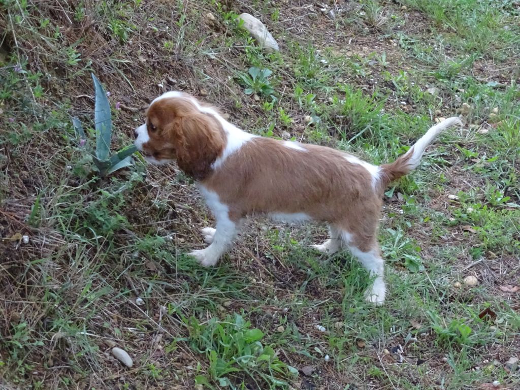 Publication : Des Hauts De La Chaume Auteur : elevage du royaume de france
