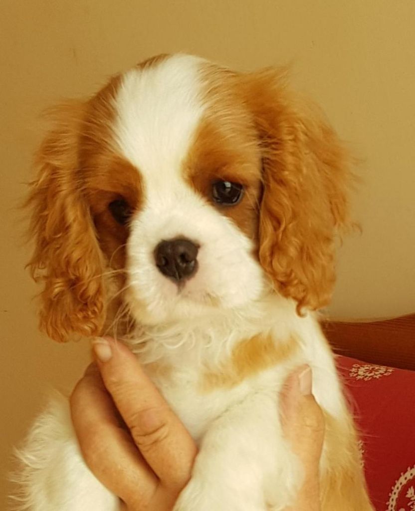 Publication : Des Hauts De La Chaume