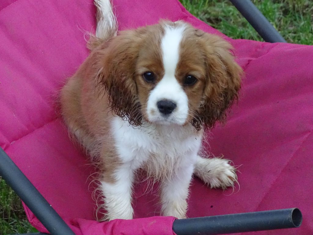 Publication : Des Hauts De La Chaume Auteur : elevage du royaume de france