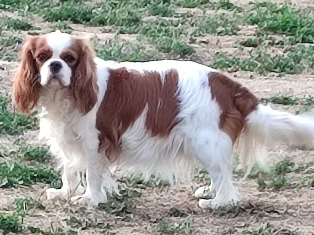 Ultimate treasure des joyaux de savejo