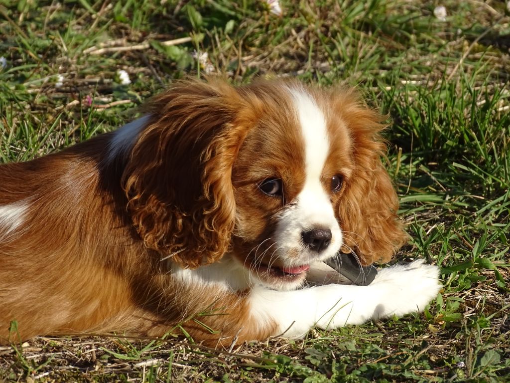 Publication : Des Hauts De La Chaume Auteur : elevage du royaume de france