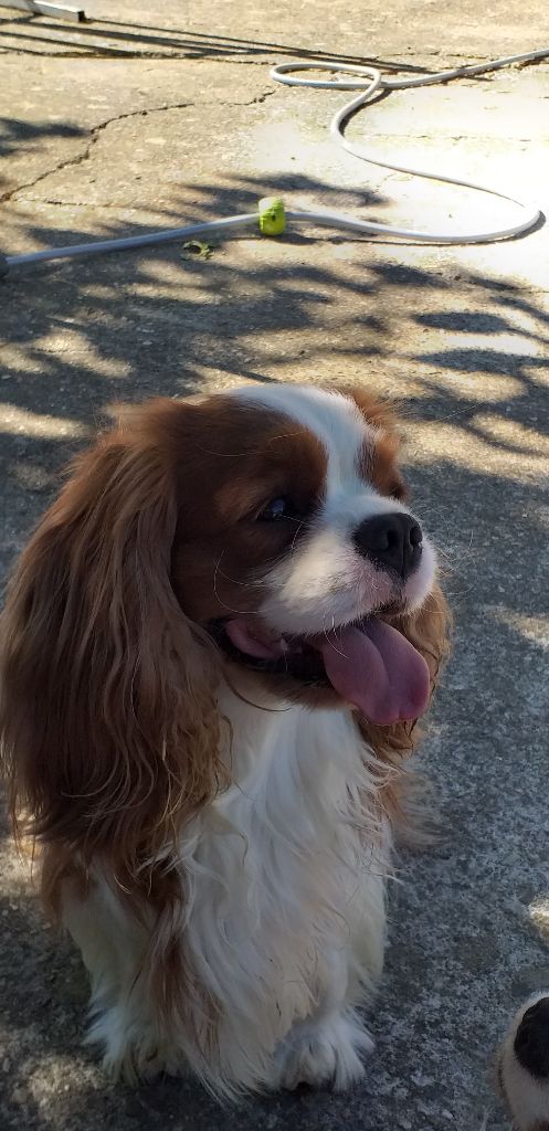 Publication : Des Hauts De La Chaume