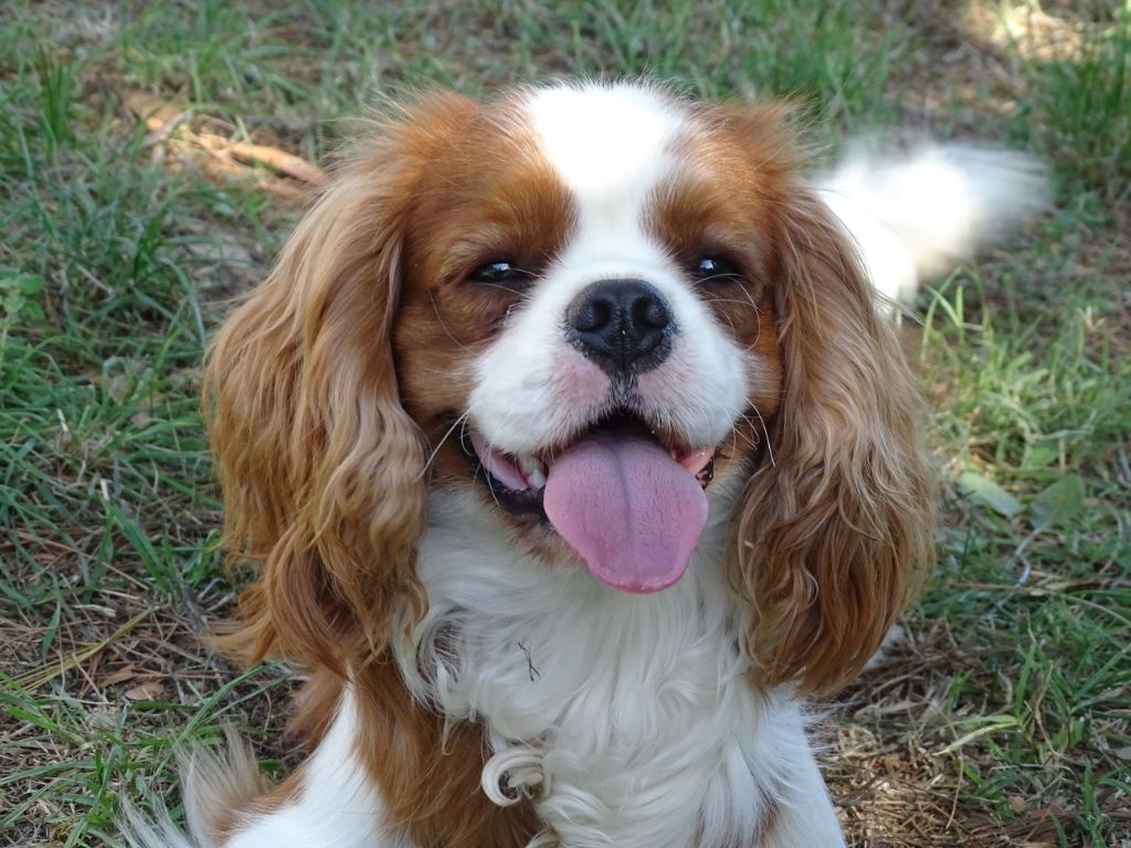 Publication : Des Hauts De La Chaume