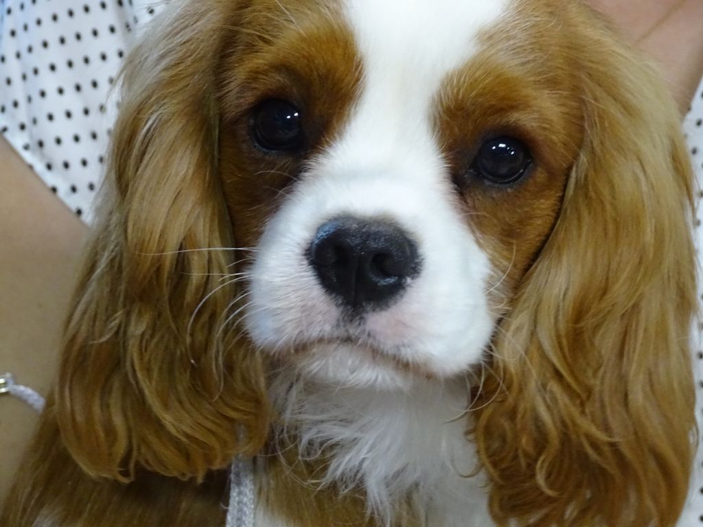 Publication : Des Hauts De La Chaume