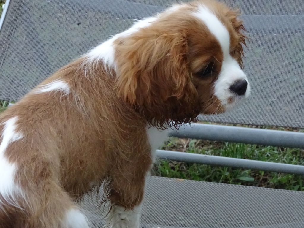 Publication : Des Hauts De La Chaume Auteur : elevage du royaume de france