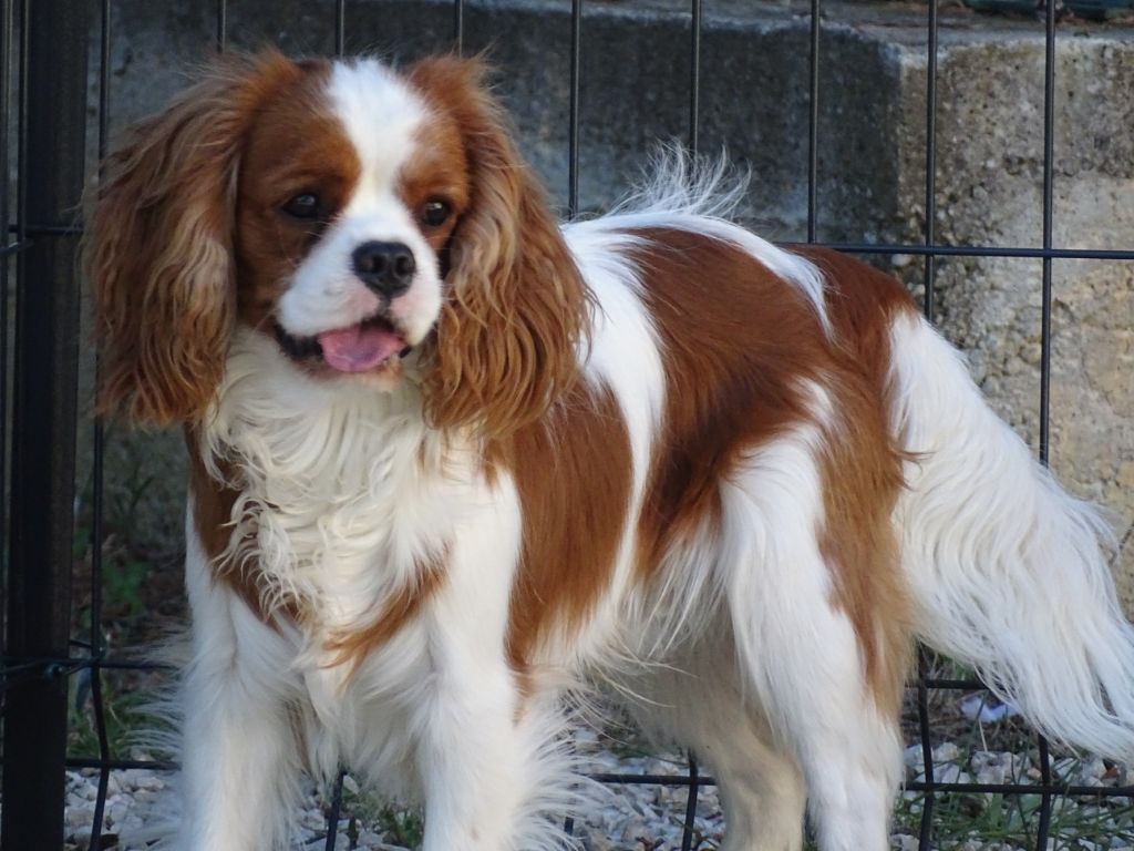 Publication : Des Hauts De La Chaume