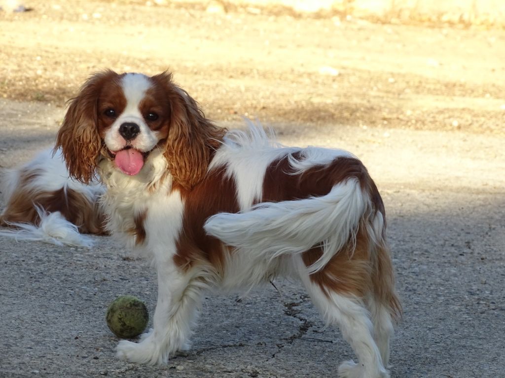 Publication : Des Hauts De La Chaume