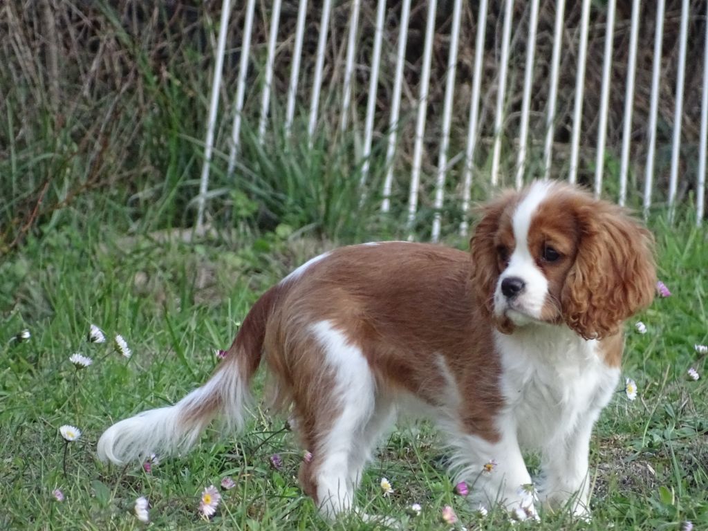 Publication : Des Hauts De La Chaume Auteur : elevage du royaume de france