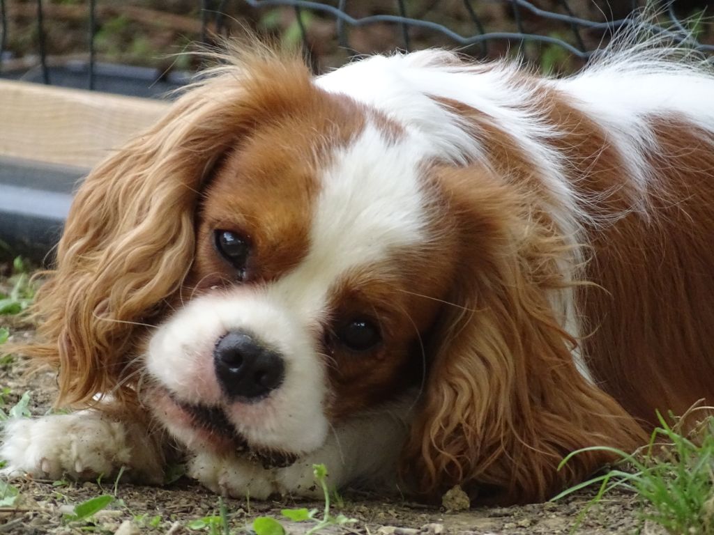 Publication : Des Hauts De La Chaume