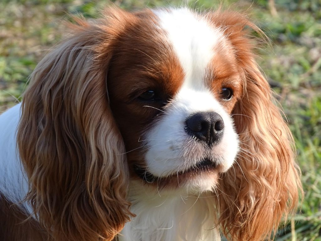 Publication : Des Hauts De La Chaume