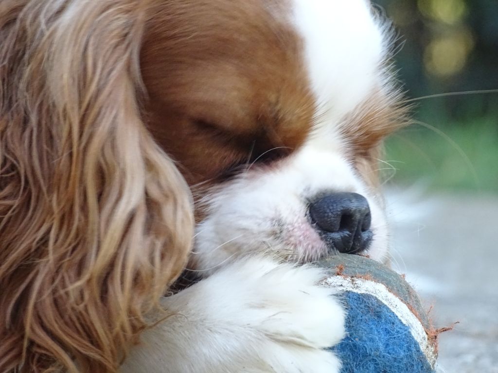 Publication : Des Hauts De La Chaume