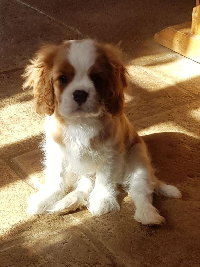 Publication : Des Hauts De La Chaume