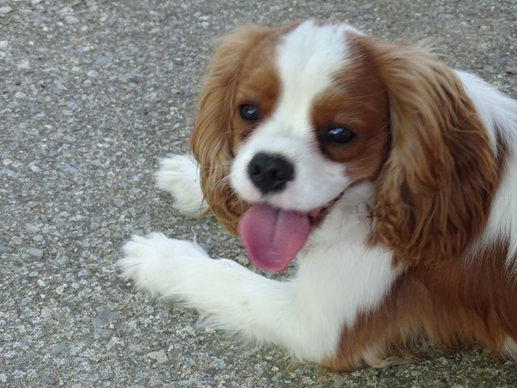 Publication : Des Hauts De La Chaume