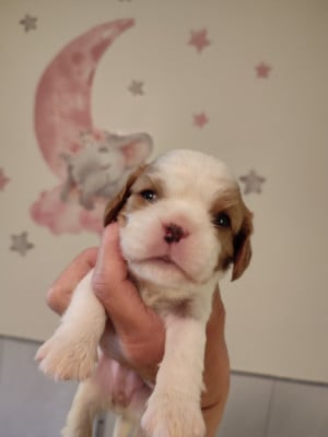 Les chiots de Cavalier King Charles Spaniel