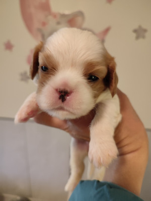 Les chiots de Cavalier King Charles Spaniel