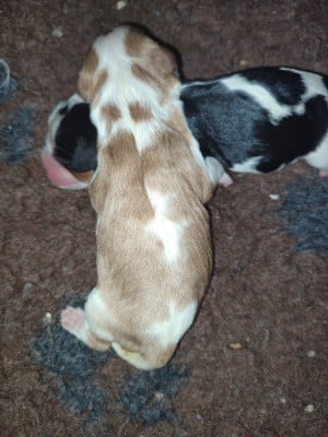 Les chiots de Cavalier King Charles Spaniel