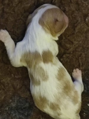 Les chiots de Cavalier King Charles Spaniel