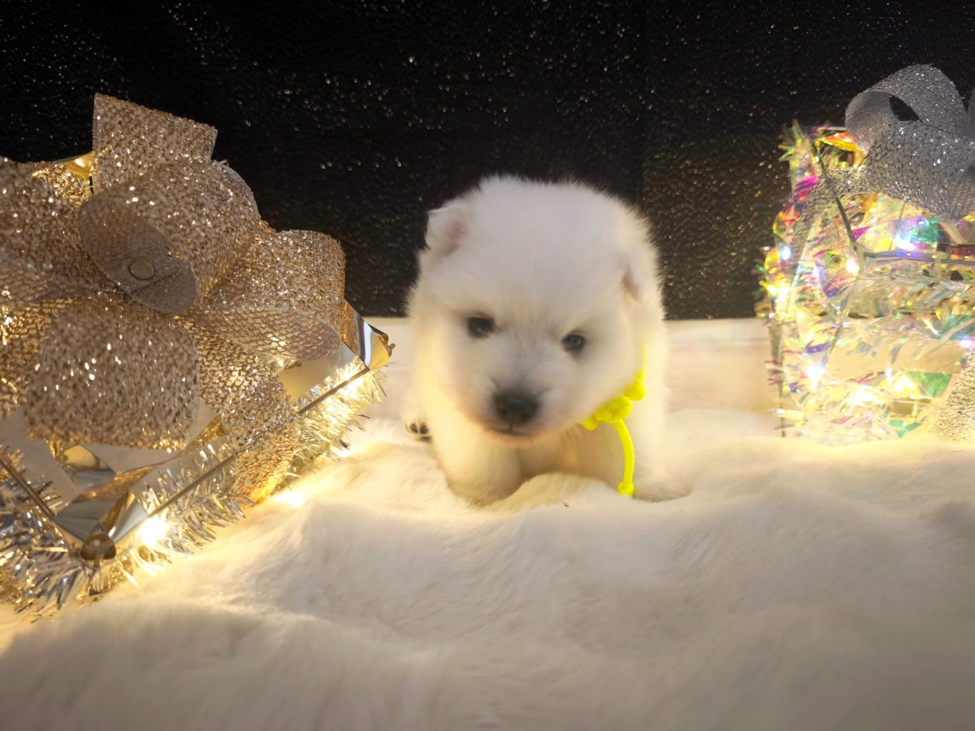 Portée Aria - Le Mâle