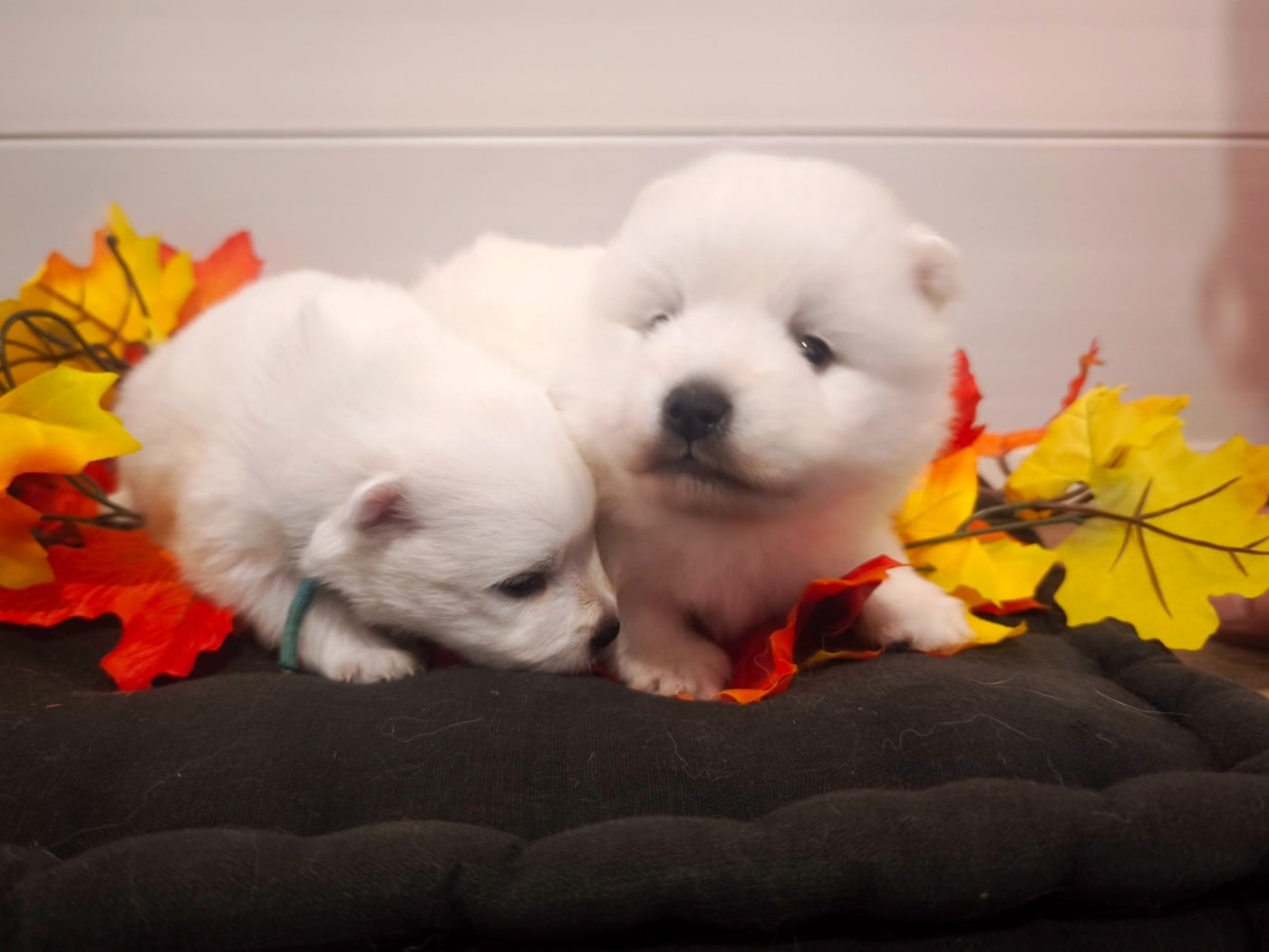 Portée Aria - Le Mâle