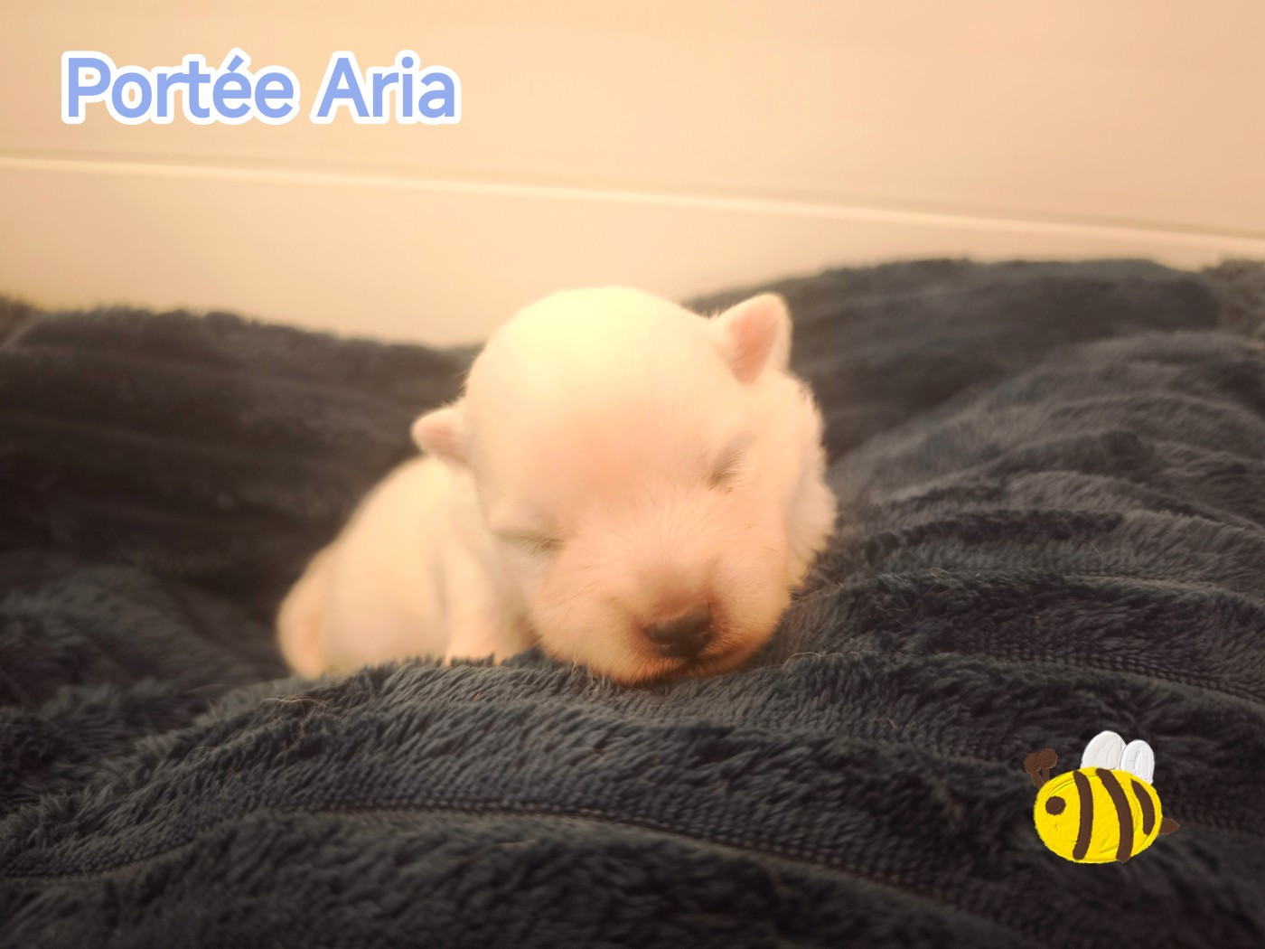 Portée Aria - Le Mâle