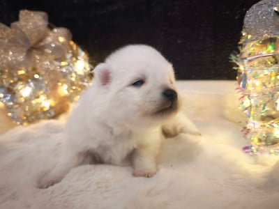 Les chiots de Spitz japonais