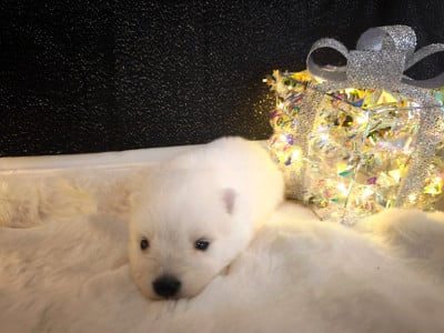 Les chiots de Spitz japonais