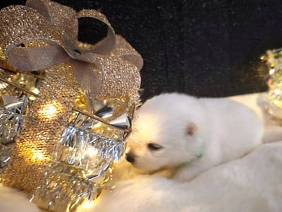 Les chiots de Spitz japonais