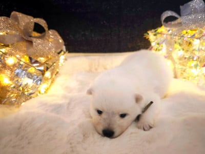 Les chiots de Spitz japonais