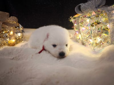 Les chiots de Spitz japonais