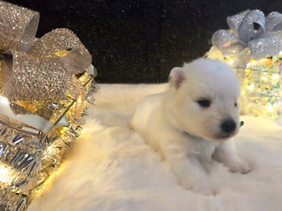 Les chiots de Spitz japonais